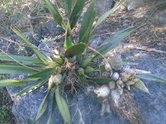Encyclia