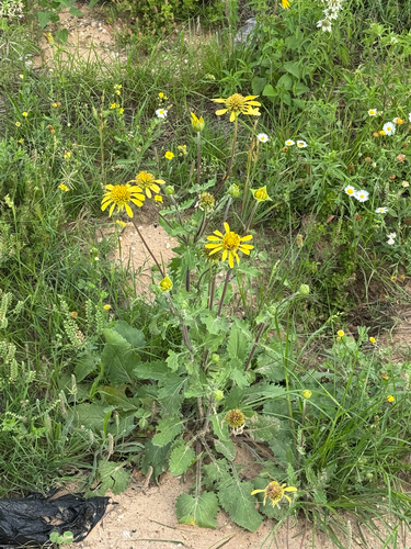 Tetragonotheca repanda, photograph 6