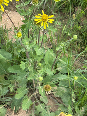 Tetragonotheca repanda, photograph (c) Chet Burrier, some rights reserved (CC BY)
