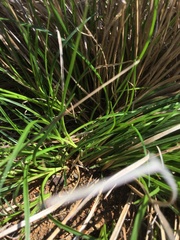 Carex xerophila