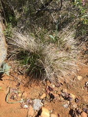 Carex xerophila