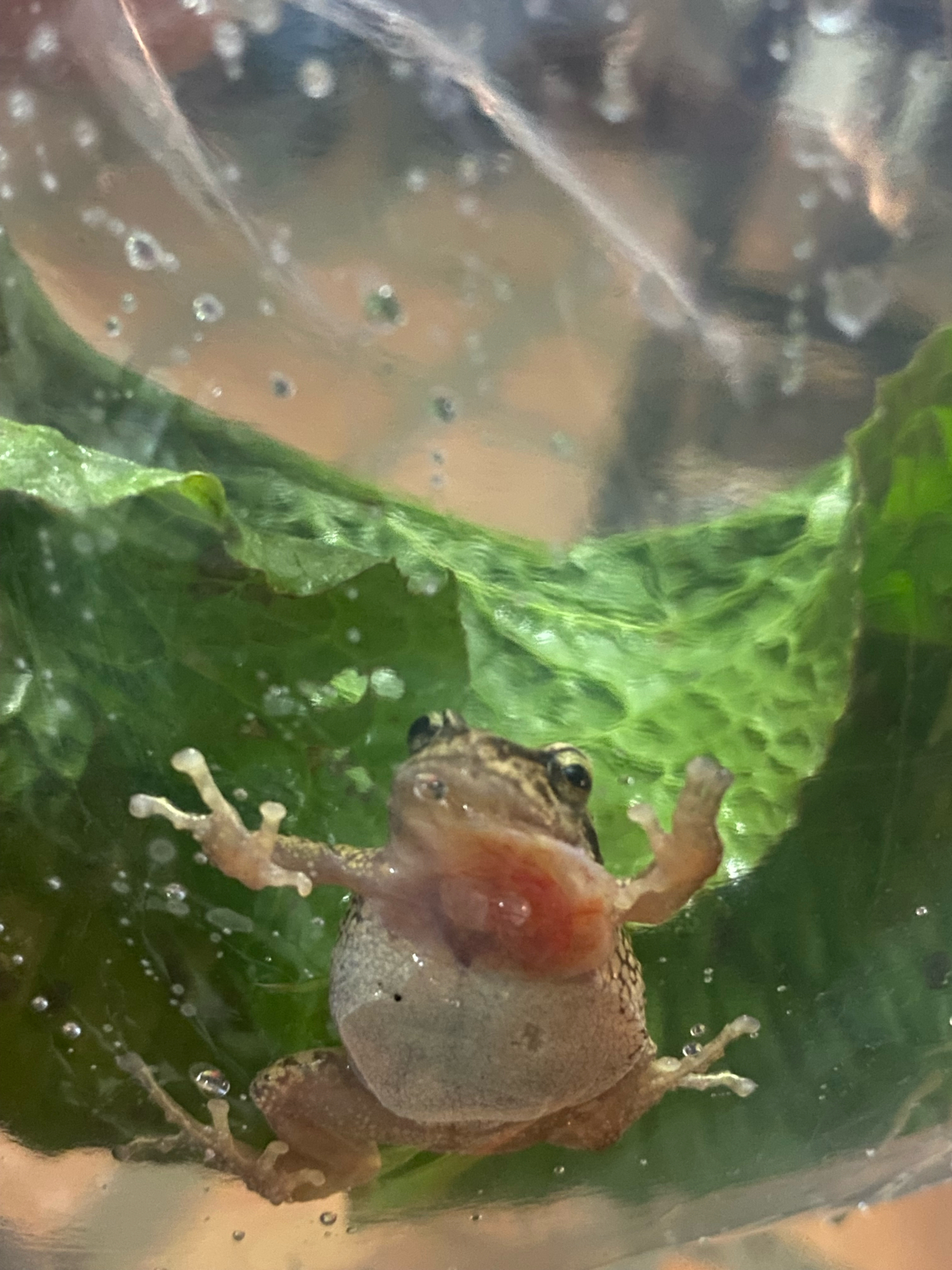 Lutz's Rain Frog photo 3