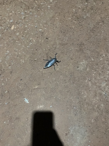 African Giant Water Bug