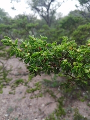 Larrea tridentata