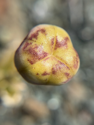 Fritillaria purdyi, photograph 1