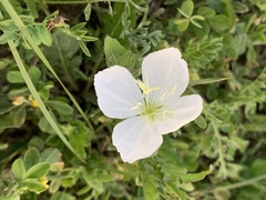 Oenothera tetraptera