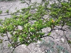 Larrea tridentata