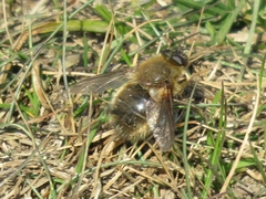 Tachina ursina