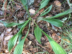 Plantago australis