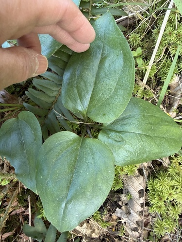 Pseudotrillium rivale, photograph 5