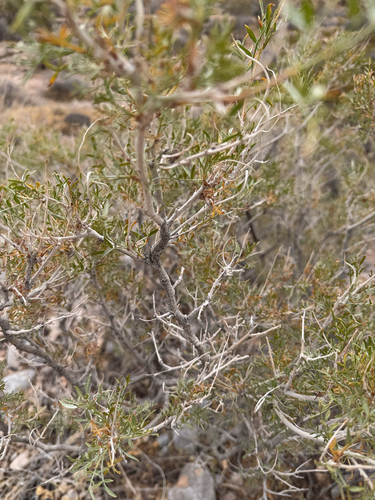 Psorothamnus fremontii, 2026-04-26