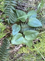 Pseudotrillium rivale, photograph (c) Dee Shea Himes, some rights reserved (CC BY)