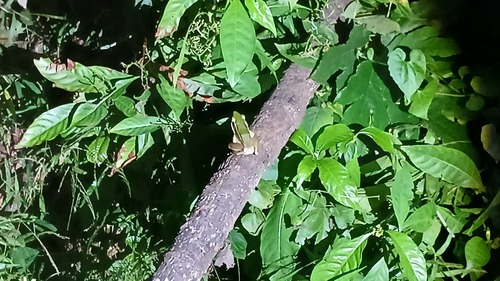 Hylarana erythraea