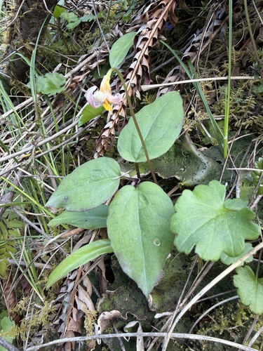 Pseudotrillium rivale