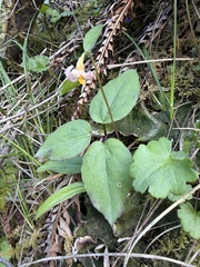 Pseudotrillium rivale
