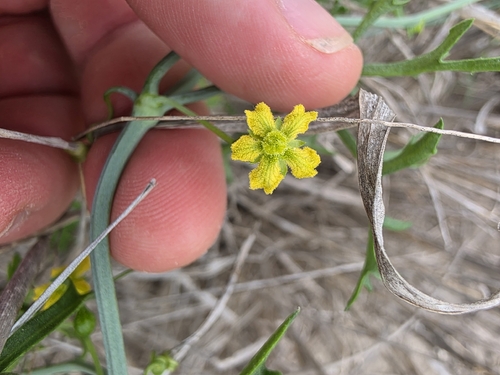 Ibervillea tenuisecta