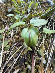Pseudotrillium rivale, photograph (c) Dee Shea Himes, some rights reserved (CC BY)