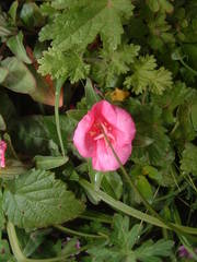 Oenothera deserticola