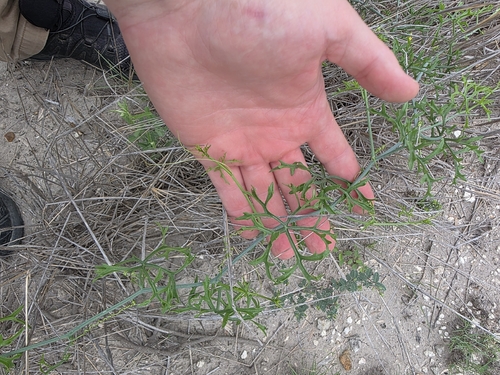 Ibervillea tenuisecta