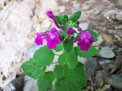 Scutellaria seleriana
