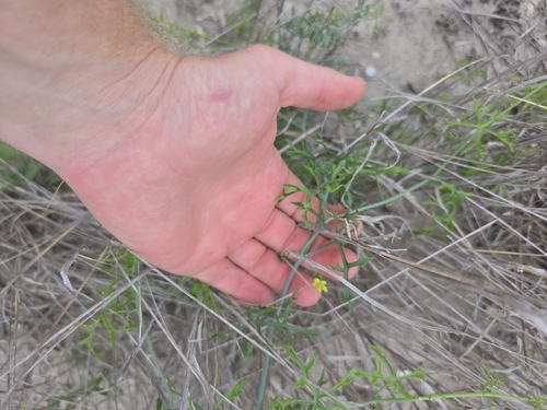 Ibervillea tenuisecta