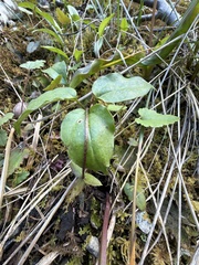 Pseudotrillium rivale, photograph (c) Dee Shea Himes, some rights reserved (CC BY)
