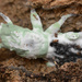 黑殭菌屬 - Photo 由 Jon Sullivan 所上傳的 (c) Jon Sullivan，保留部份權利CC BY