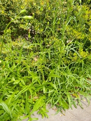 Pyrrhopappus pauciflorus