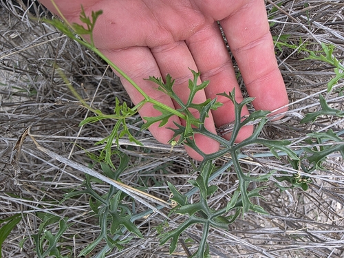 Ibervillea tenuisecta