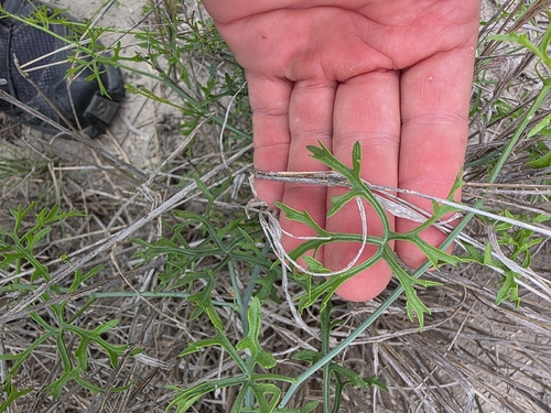Ibervillea tenuisecta