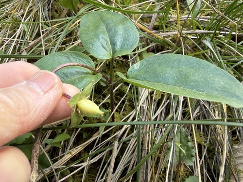 Pseudotrillium rivale, photograph 4