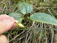 Pseudotrillium rivale, photograph (c) Dee Shea Himes, some rights reserved (CC BY)