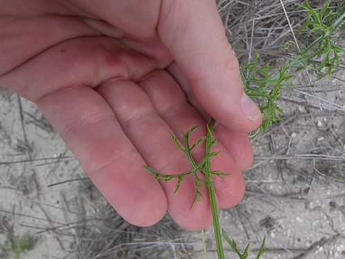 Ibervillea tenuisecta