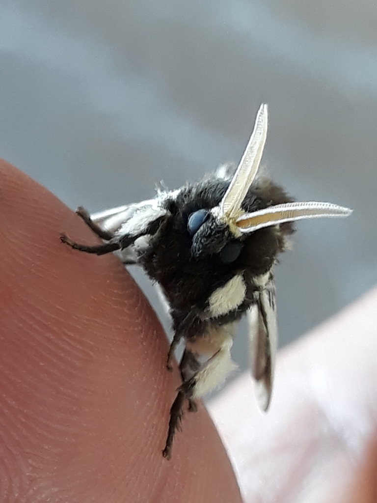 Podalia nivosa