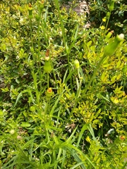 Pyrrhopappus pauciflorus