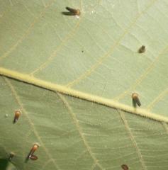 Caryomyia subulata