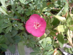 Oenothera deserticola