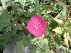 Oenothera deserticola