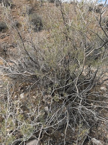 Psorothamnus fremontii, 2026-04-26