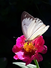 Ascia monuste orseis