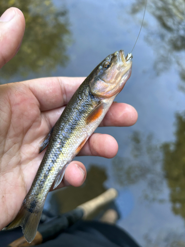 Semotilus atromaculatus
