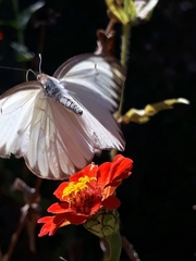 Ascia monuste orseis