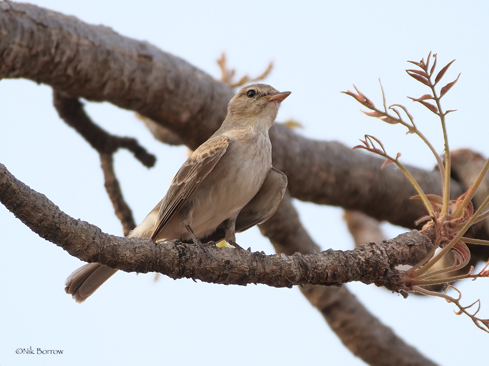 Gambaga Flycatcher