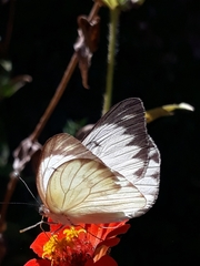 Ascia monuste orseis