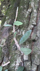 Microgramma mortoniana