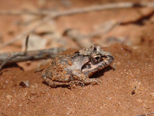 Madagascar Bullfrog