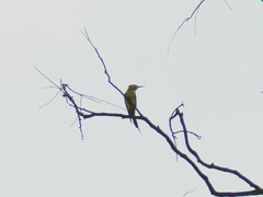 Merops superciliosus