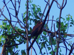 Eurystomus glaucurus