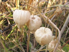 Physalis longifolia subglabrata