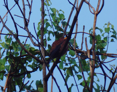 Eurystomus glaucurus